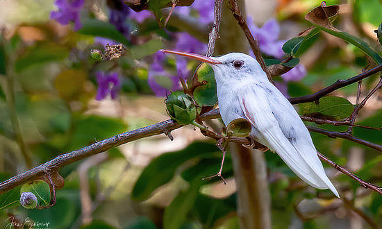 White Ruby-throated Hummingbird - Callawassie Island, SC - August, 2020